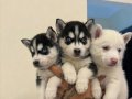 SAFKAN HUSKY YAVRULARI 
