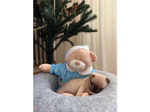 Pug Bebekler