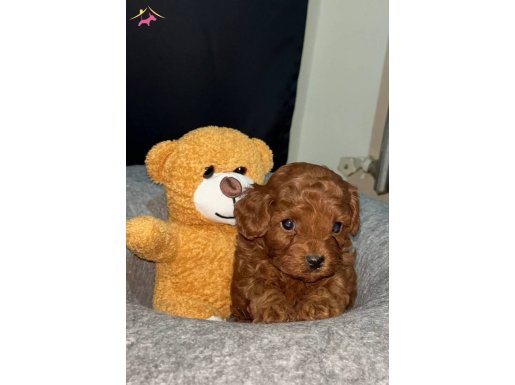 Orijinal Kore Poddle