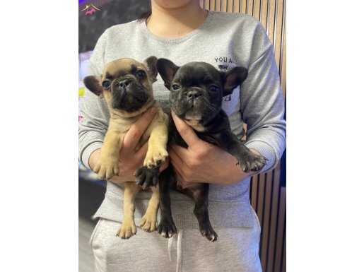 Ev Hayatına Uyumlu Karakterli French Bulldog Yavruları