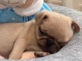 Pug Bebekler