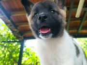 Dev Amerikan akita adaylari
