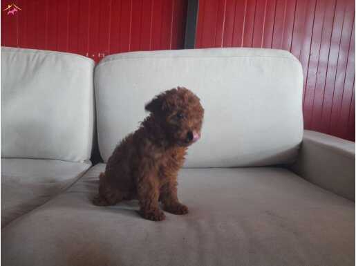 Orjinal toy poodle yavrularimiz
