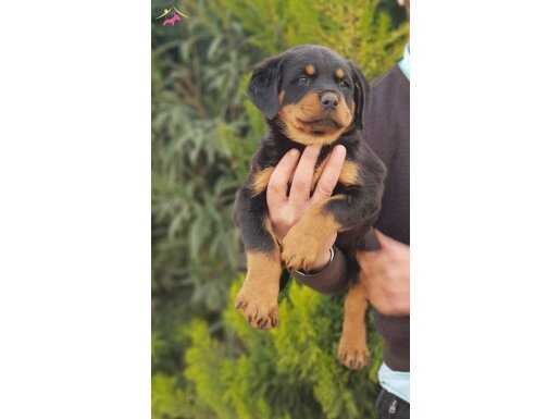 orjınal rottweiler yavrularımız