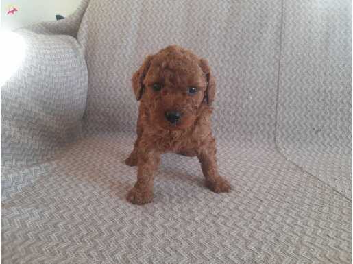 safkan toy poodle yavrularımız