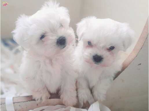kar beyaz maltese terrier yavrularımız