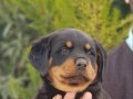 orjınal rottweiler yavrularımız