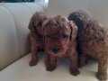 Gercek toy poodle yavrularimiz