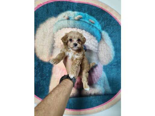 Sağlık ve ırk garantili maltipoo yavrularımız 