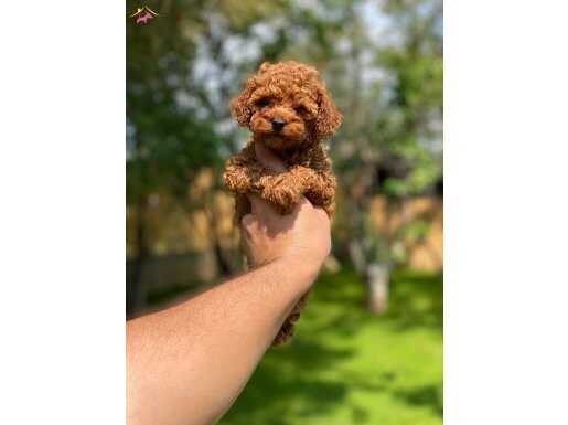 Sağlık ve ırk garantili toy poodle yavrularımız 