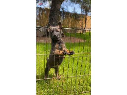 Sağlık ve ırk garantili belçika malinois yavrularımız 