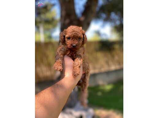 Sağlık ve ırk garantili toy poodle yavrularımız 