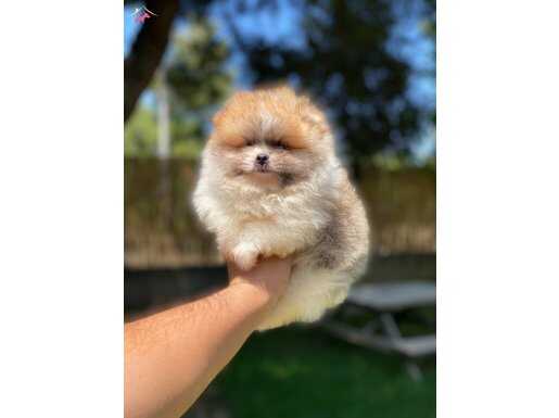 Sağlık ve yurt garantili Pomeranian yavrularımız