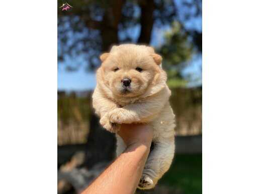 Sağlık ve ırk garantili chow chow ( cin aslani )yavrularımız