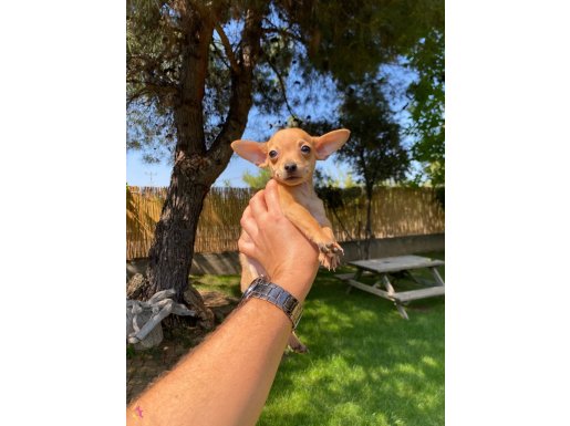 Sağlık ve ırk garantili chihuahua yavrularımız