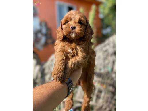 Sağlık ve ırk garantili maltipoo yavrularımız
