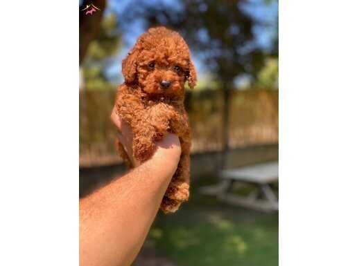 Sağlık ve ırk garantili toy poodle yavrularımız 
