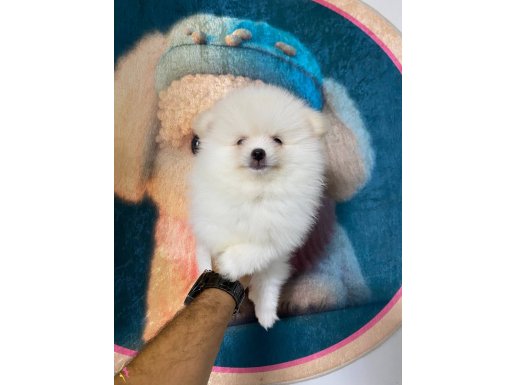 Sağlık ve ırk garantili Pomeranian yavrularımız