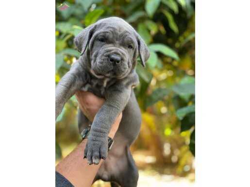 Sağlık ve ırk garantili cane corso yavrularımız