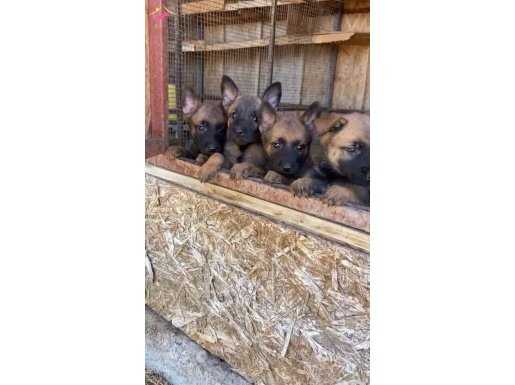 Sağlık ve ırk garantili Belçika Malinois yavrularımız