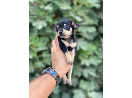 Sağlık ve ırk garantili chihuahua yavrularımız 