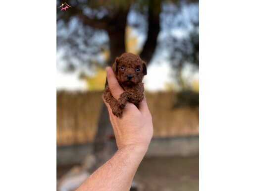 Renk renk toy poodle yavrularımız 