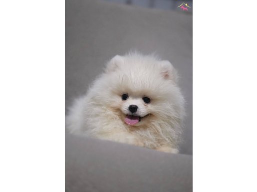 Sağlık ve ırkk garantili pomeranian yavrularımız 