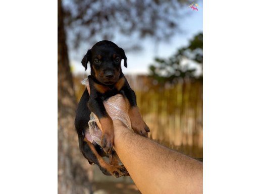 Sağlıklı ve garantili doberman yavrularımız