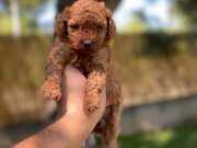 Sağlık ve ırk garantili toy poodle yavrularımız 