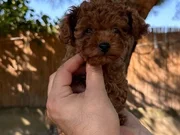 Sağlık ve ırk garantili üst kalite toy poodle yavrularımız