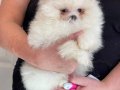 Sağlık ve ırk garantili pomeranian yavrularımız 