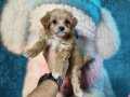 Sağlık ve ırk garantili maltipoo yavrularımız 