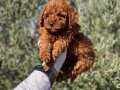 Sağlık ve ırk garantili toy poodle yavrularımız 