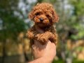 Sağlık ve ırk garantili toy poodle yavrularımız 