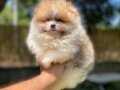 Sağlık ve yurt garantili Pomeranian yavrularımız