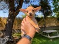 Sağlık ve ırk garantili chihuahua yavrularımız