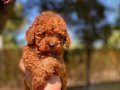Sağlık ve ırk garantili toy poodle yavrularımız 