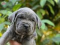 Sağlık ve ırk garantili cane corso yavrularımız