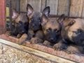 Sağlık ve ırk garantili Belçika Malinois yavrularımız