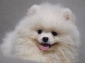 Sağlık ve ırkk garantili pomeranian yavrularımız 