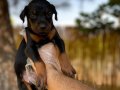 Sağlıklı ve garantili doberman yavrularımız