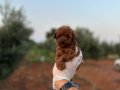 Renk renk çeşit çeşit toy poodle yavrularımız 