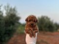 Renk renk çeşit çeşit toy poodle yavrularımız 