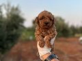 Renk renk çeşit çeşit toy poodle yavrularımız 