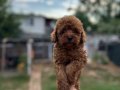Renk renk çeşit çeşit toy poodle yavrularımız 