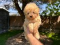 Renk renk çeşit çeşit toy poodle yavrularımız 