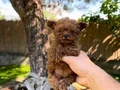 Renk renk çeşit çeşit toy poodle yavrularımız 