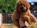 Renk renk çeşit çeşit toy poodle yavrularımız 
