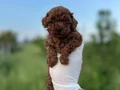 Renk renk çeşit çeşit toy poodle yavrularımız 