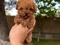 Renk renk çeşit çeşit toy poodle yavrularımız 